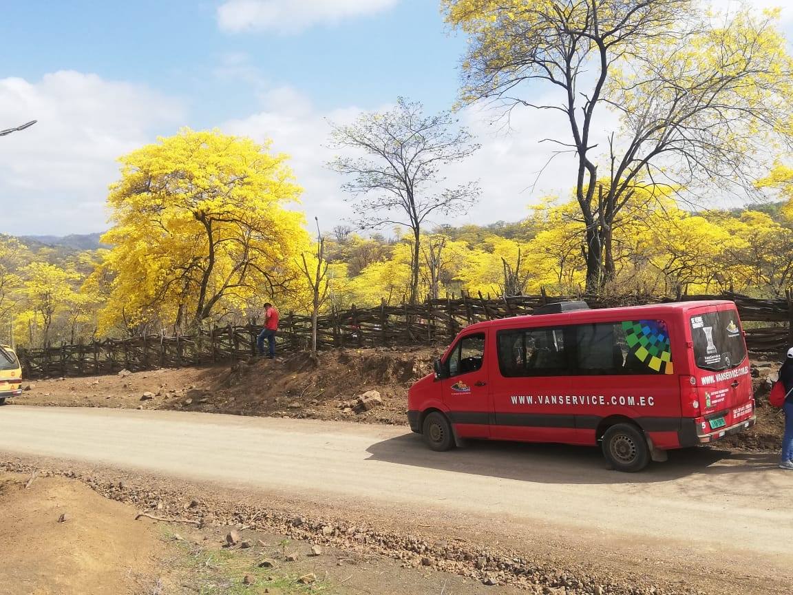 Florecimiento de los Guayacanes en Mangahurco y Colimes